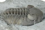 Eldredgeops Trilobite - Paulding, Ohio #270440-1